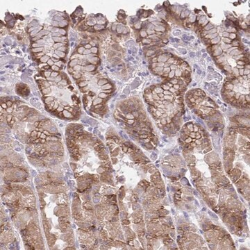 Anti-CHIA antibody produced in rabbit Prestige Antibodies&#174; Powered by Atlas Antibodies, affinity isolated antibody, buffered aqueous glycerol solution