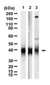 Anti-CD40 Antibody, clone 2E20 ZooMAb&#174; Rabbit Monoclonal recombinant, expressed in HEK 293 cells