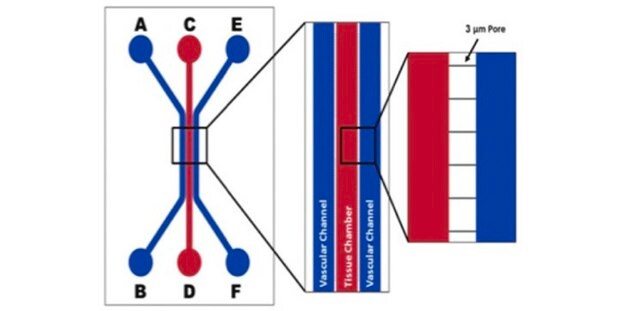 SynVivo SynBBB 3D blood brain barrier model chip, IMN2 linear configuration