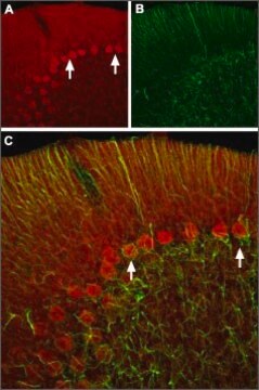 Anti-Hyperpolarization-Activated Cation Channel HCN2 antibody produced in rabbit affinity isolated antibody, lyophilized powder