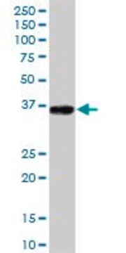 Anti-GLT1D1 antibody produced in mouse IgG fraction of antiserum, buffered aqueous solution