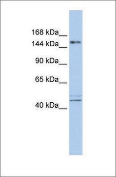 Anti-ADNP antibody produced in rabbit affinity isolated antibody