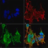 Monoclonal Anti-Gaba-B Receptor 2 - Atto 488 antibody produced in mouse clone S81-2, purified immunoglobulin