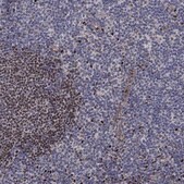 Anti-BCL11A antibody produced in rabbit Prestige Antibodies&#174; Powered by Atlas Antibodies, affinity isolated antibody, buffered aqueous glycerol solution