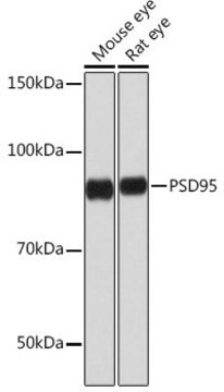 Anti-PSD95 antibody produced in rabbit