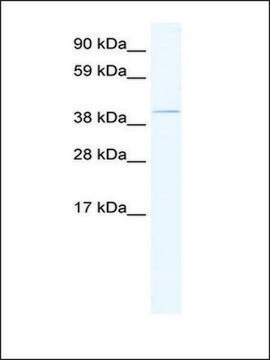 Anti-TAF7L (AB2) antibody produced in rabbit IgG fraction of antiserum