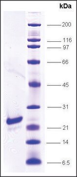 FGF-1 human recombinant, expressed in insect cells, &#8805;85% (SDS-PAGE)