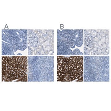 Anti-ASGR1 antibody produced in rabbit Prestige Antibodies&#174; Powered by Atlas Antibodies, affinity isolated antibody, buffered aqueous glycerol solution