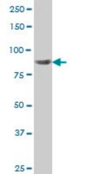 Monoclonal Anti-RPS6KA6 antibody produced in mouse clone 8D2, purified immunoglobulin, buffered aqueous solution