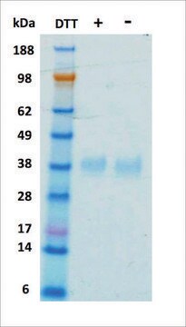 EPO human recombinant, expressed in HEK 293 cells, &#8805;95% (SDS-PAGE)