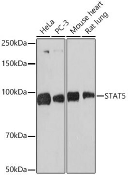 Anti-STAT5 Antibody, clone 3J2A2, Rabbit Monoclonal