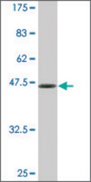 Monoclonal Anti-BRF1 antibody produced in mouse clone 2E9, ascites fluid