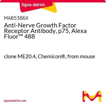 Anti-Nerve Growth Factor Receptor Antibody, p75, Alexa Fluor&#8482; 488 clone ME20.4, Chemicon&#174;, from mouse