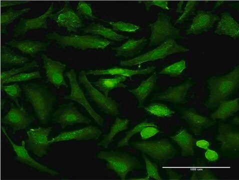 Monoclonal Anti-EHD2 antibody produced in mouse clone 1F1, purified immunoglobulin, buffered aqueous solution