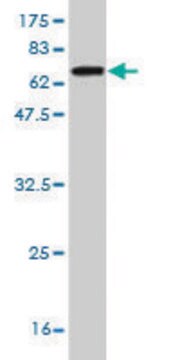 Monoclonal Anti-HELLS antibody produced in mouse clone 1D10, purified immunoglobulin, buffered aqueous solution