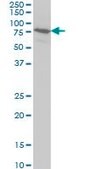 Monoclonal Anti-BRD3, (C-terminal) antibody produced in mouse clone 7G6, purified immunoglobulin, buffered aqueous solution