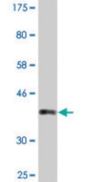 Monoclonal Anti-PCSK2 antibody produced in mouse clone 3H4, purified immunoglobulin, buffered aqueous solution