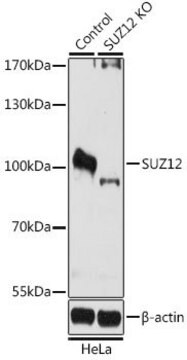 Anti-SUZ12 antibody produced in rabbit