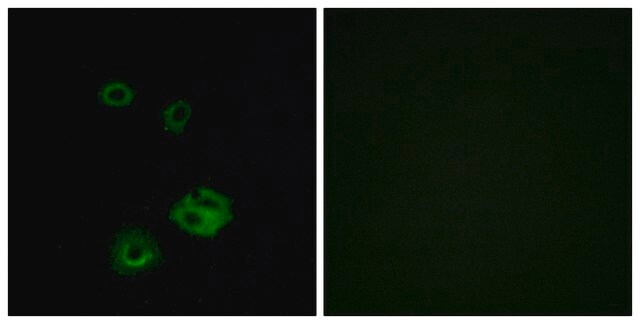 Anti-NPY2R antibody produced in rabbit affinity isolated antibody