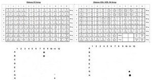 Anti-Dimethyl Histone H3 (Lys4) Antibody, clone CMA303 clone CMA303, from mouse