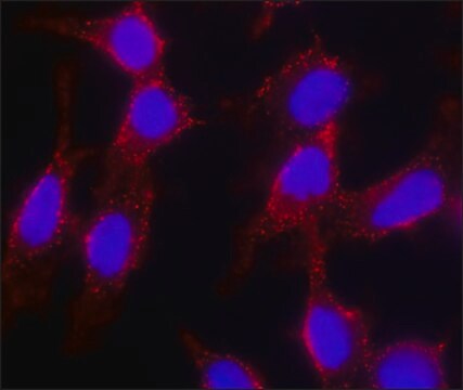 Anti-Cholera toxin, B Subunit (CTxB) antibody, Mouse monoclonal clone CTxB-24, purified from hybridoma cell culture