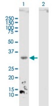 Anti-DHRS3 antibody produced in mouse purified immunoglobulin, buffered aqueous solution