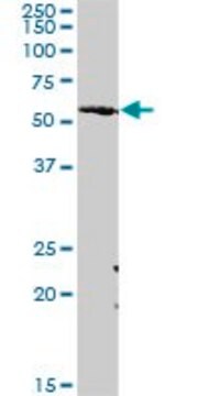 Anti-SLC33A1 antibody produced in rabbit purified immunoglobulin, buffered aqueous solution