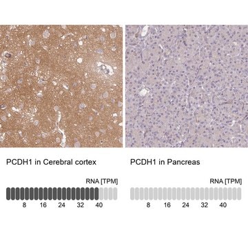 Anti-PCDH1 antibody produced in rabbit Prestige Antibodies&#174; Powered by Atlas Antibodies, affinity isolated antibody, buffered aqueous glycerol solution