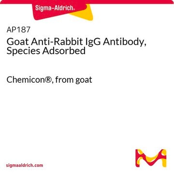 Goat Anti-Rabbit IgG Antibody, Species Adsorbed Chemicon&#174;, from goat