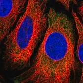 Anti-ROCK2 antibody produced in rabbit Prestige Antibodies&#174; Powered by Atlas Antibodies, affinity isolated antibody