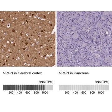 Anti-NRGN antibody produced in rabbit Prestige Antibodies&#174; Powered by Atlas Antibodies, affinity isolated antibody, buffered aqueous glycerol solution