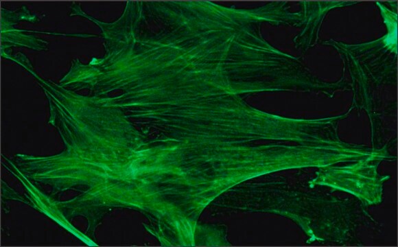 Anti-&#946;-Actin–FITC antibody, Mouse monoclonal clone AC-15, purified from hybridoma cell culture