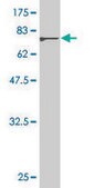 Monoclonal Anti-CCNA1 antibody produced in mouse clone 4A11-5B5, purified immunoglobulin, buffered aqueous solution
