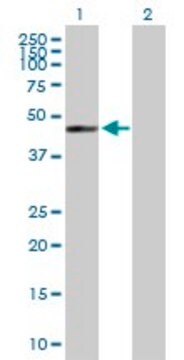 Anti-GTPBP5 antibody produced in mouse purified immunoglobulin, buffered aqueous solution