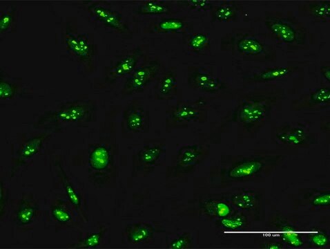 Anti-PWP2 antibody produced in rabbit purified immunoglobulin, buffered aqueous solution