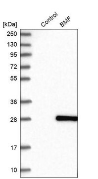 Anti-BMF antibody produced in rabbit Prestige Antibodies&#174; Powered by Atlas Antibodies, affinity isolated antibody, buffered aqueous glycerol solution