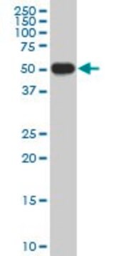 Monoclonal Anti-CRLF1 antibody produced in mouse clone 5C2, purified immunoglobulin, buffered aqueous solution