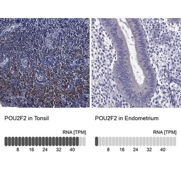 Anti-POU2F2 antibody produced in rabbit Prestige Antibodies&#174; Powered by Atlas Antibodies, affinity isolated antibody, buffered aqueous glycerol solution