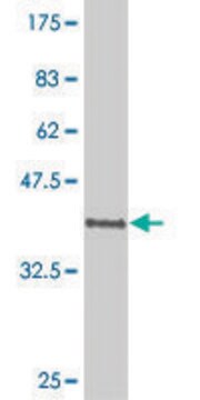 ANTI-POU6F1 antibody produced in mouse clone 6F10, purified immunoglobulin, buffered aqueous solution