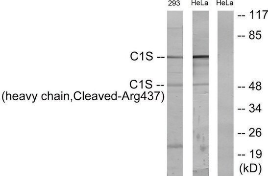 Anti-C1S (heavy chain, Cleaved-Arg437) antibody produced in rabbit affinity isolated antibody