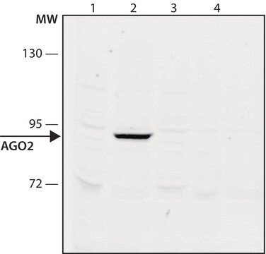 Anti-AGO2 antibody, Mouse monoclonal clone AGO2-10, purified from hybridoma cell culture