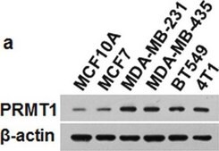Anti-PRMT1 Antibody Upstate&#174;, from rabbit