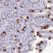 Anti-REG4 antibody produced in rabbit Prestige Antibodies&#174; Powered by Atlas Antibodies, affinity isolated antibody, buffered aqueous glycerol solution