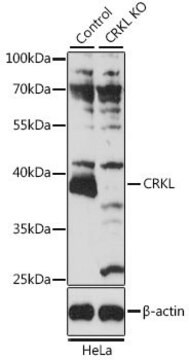 Anti-CRKL antibody produced in rabbit