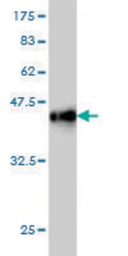 Monoclonal Anti-CTNND2 antibody produced in mouse clone 6E11, purified immunoglobulin, buffered aqueous solution