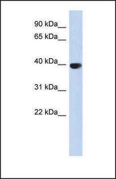 Anti-AURKC antibody produced in rabbit affinity isolated antibody