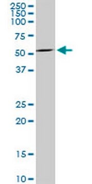 Anti-MAG Mouse mAb (3C7) liquid, clone 3C7, Calbiochem&#174;