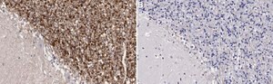 Anti-GABRB2 Antibody, clone BD17 ZooMAb&#174; Mouse Monoclonal recombinant, expressed in HEK 293 cells