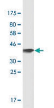 Monoclonal Anti-OSBPL7 antibody produced in mouse clone 3D11, purified immunoglobulin, buffered aqueous solution