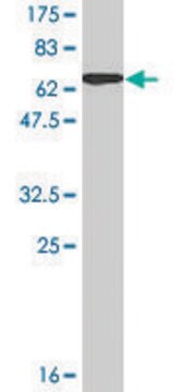 Monoclonal Anti-PRSS8 antibody produced in mouse clone 3C4, ascites fluid